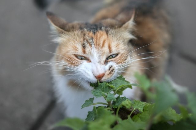 Почему кошки любят кошачью мяту? | Аргументы и факты – aif.ru | Дзен
