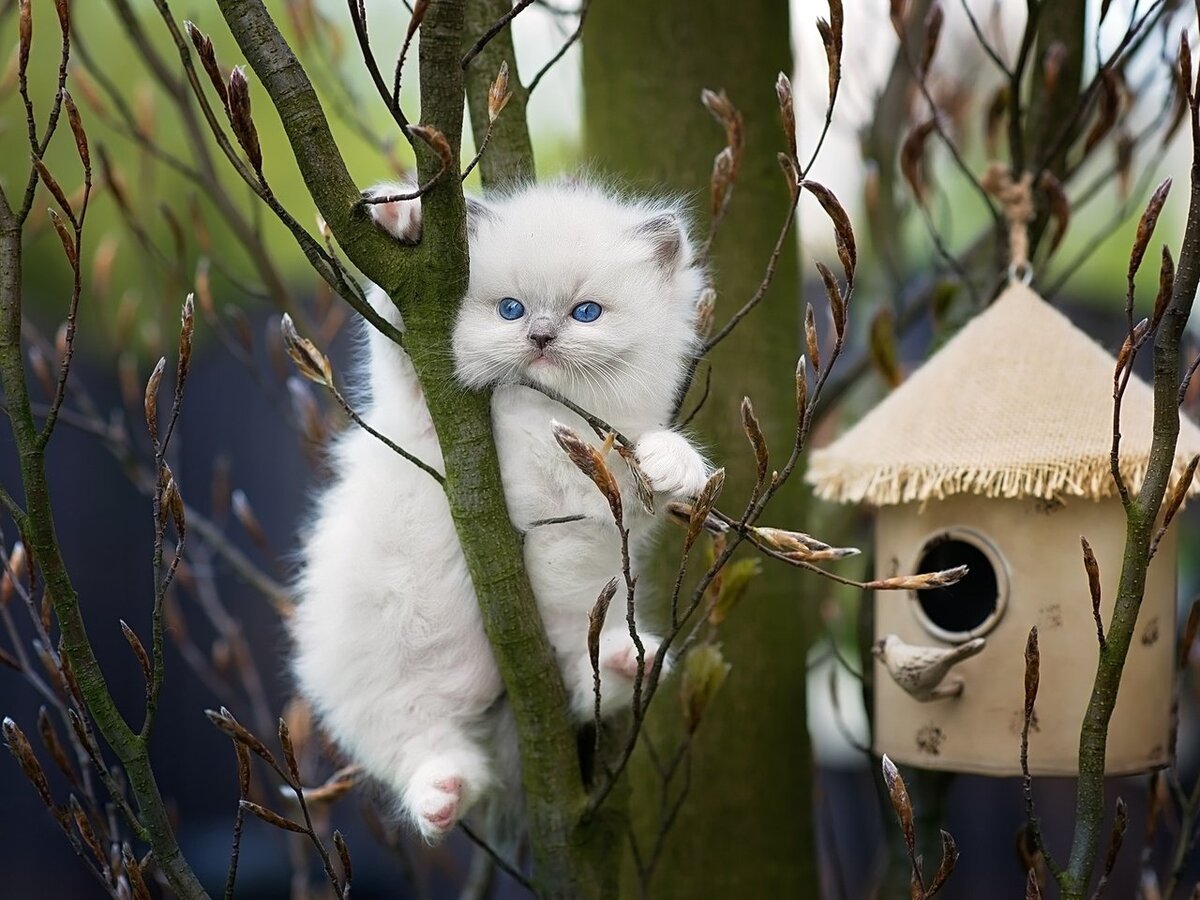 изображение из свободного доступа.