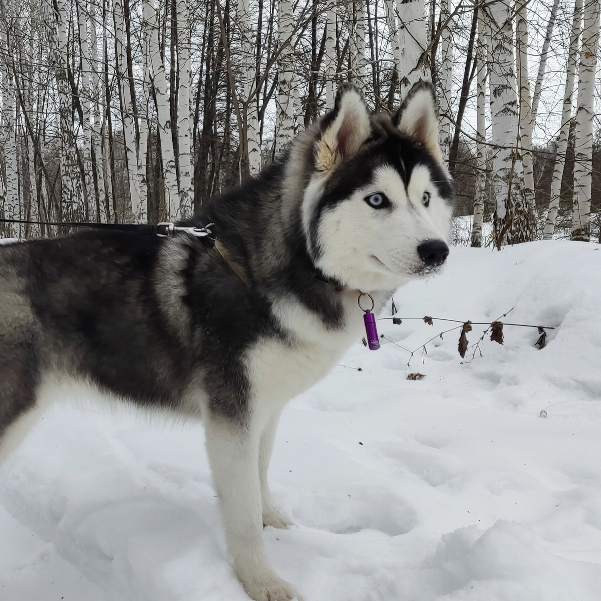Хаски по имени Мани