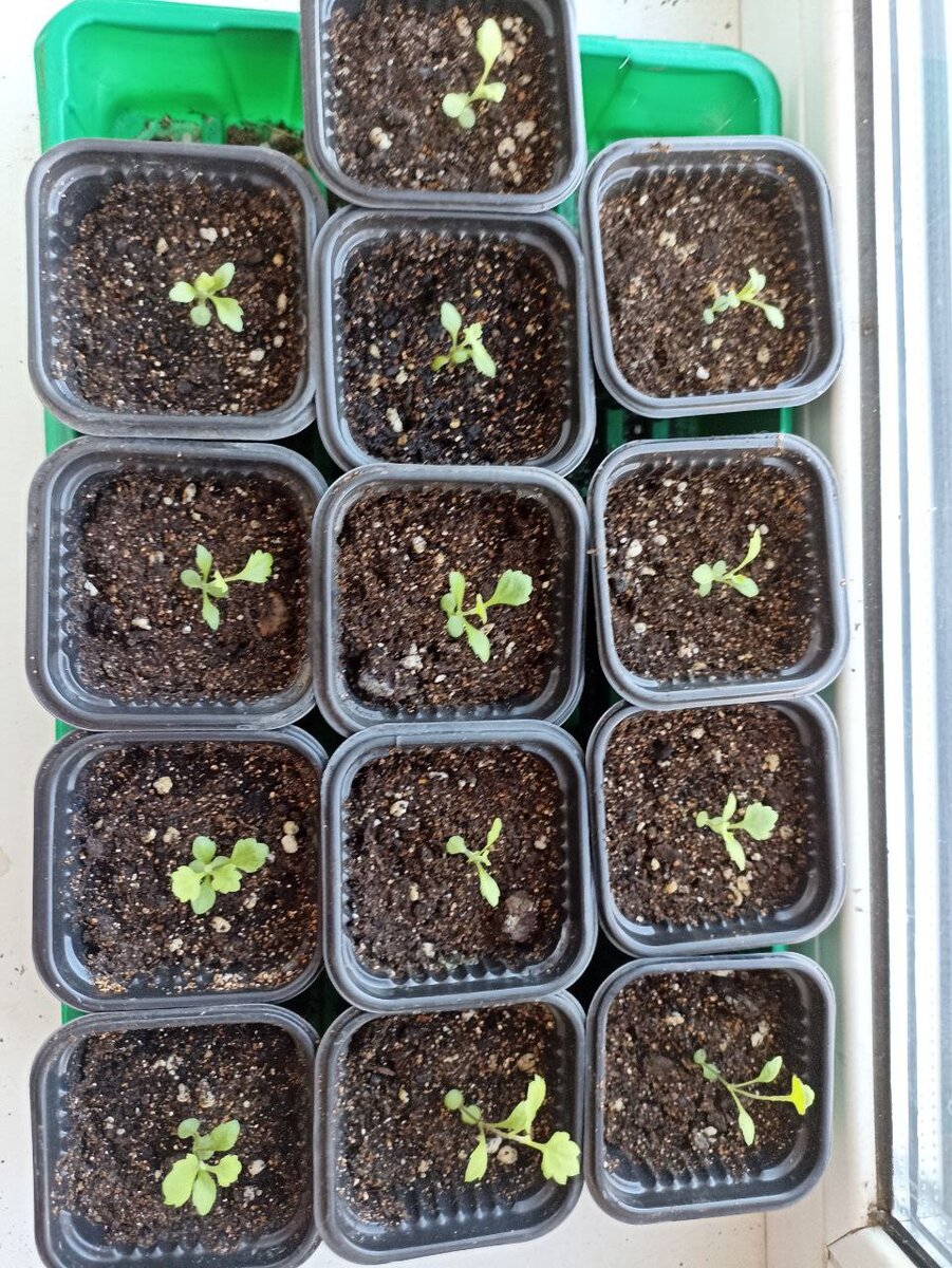 Так выглядит рассада на сегодняшний день