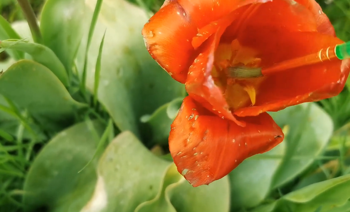 Фото Plant Reviews UK