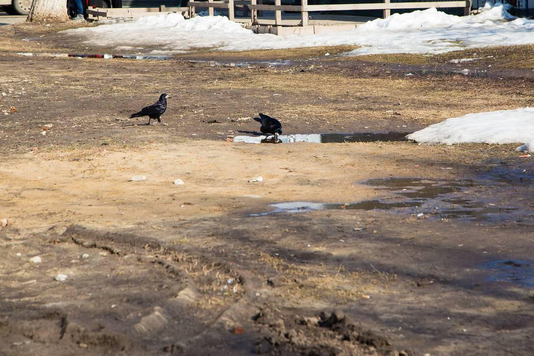 Один грач размачивает кусок хлеба в луже, а второй наблюдает.