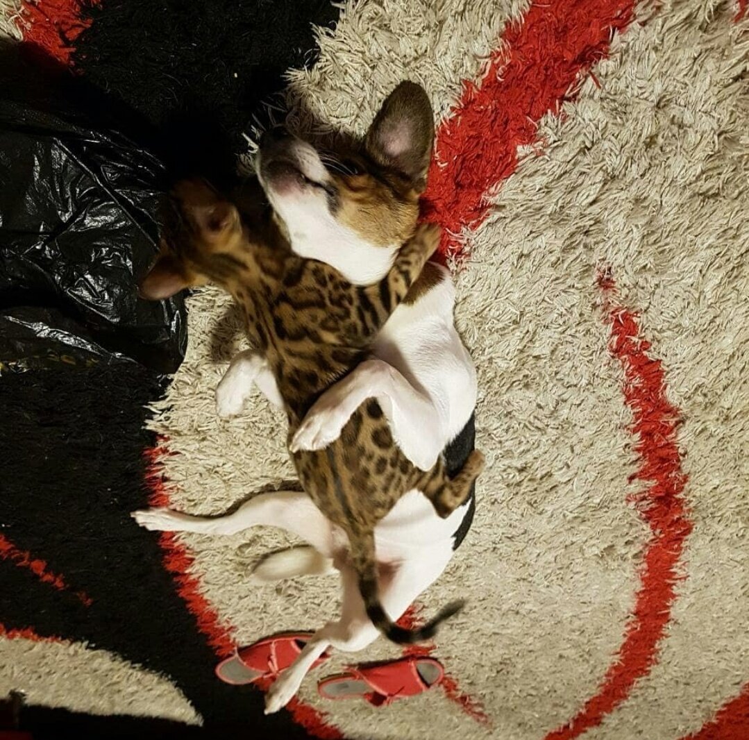 Greenstyle Laima и джек-рассел-терьер. 