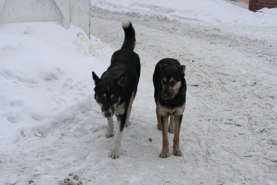     Волонтеры призывают всех неравнодушных горожан помочь животным Олег УКЛАДОВ
