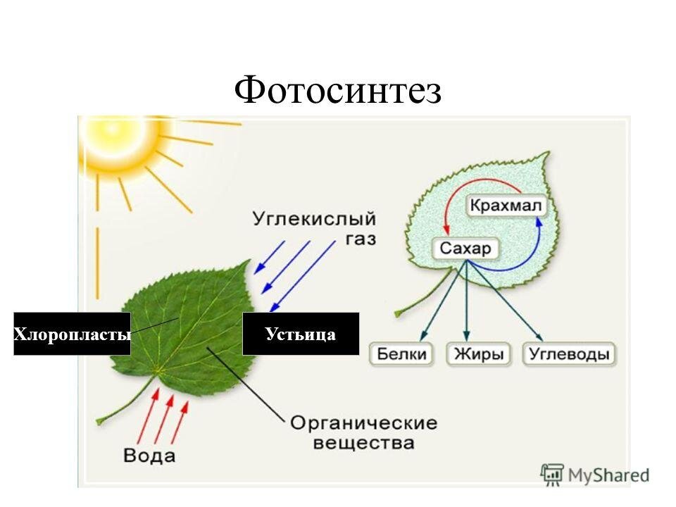 Фотосинтез у растений схема