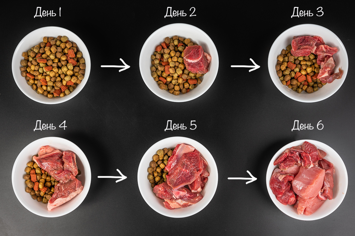 Перевести питание. Перевод с корма на корм. Схема перевода с корма на корм. Схема перехода на сухой корм. Как переводить щенка с корма на корм.