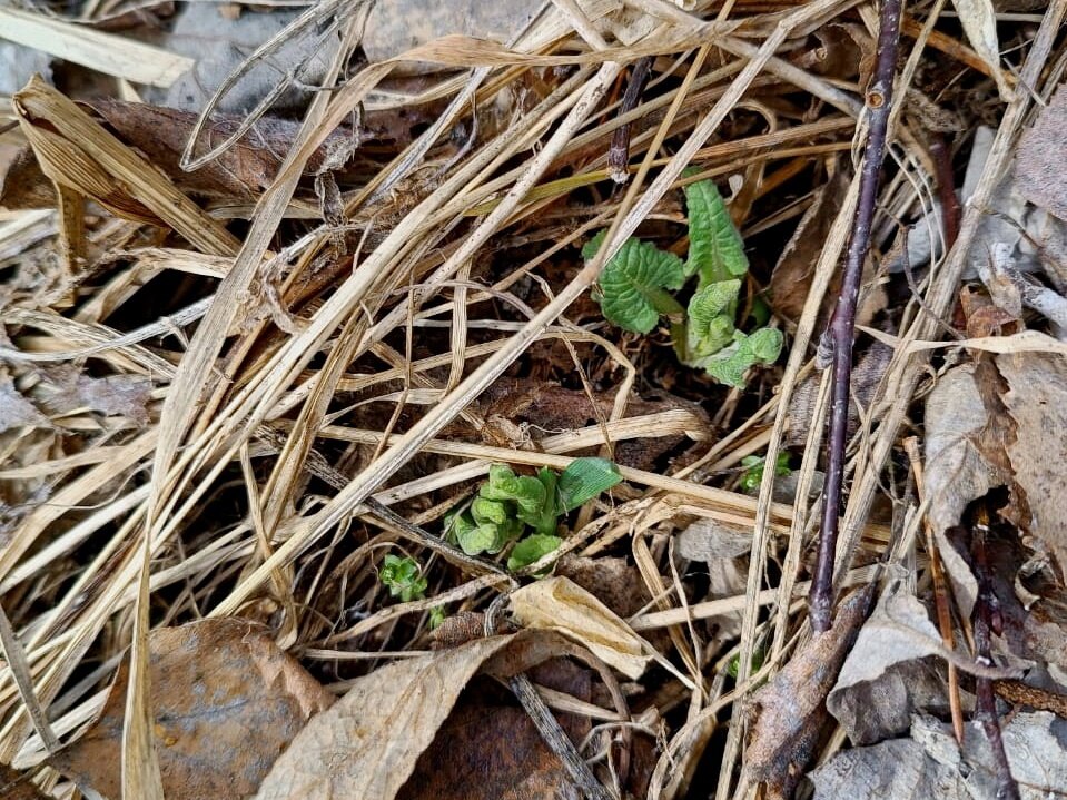 Первые проростки примулы. Фото: Лия Светлояр