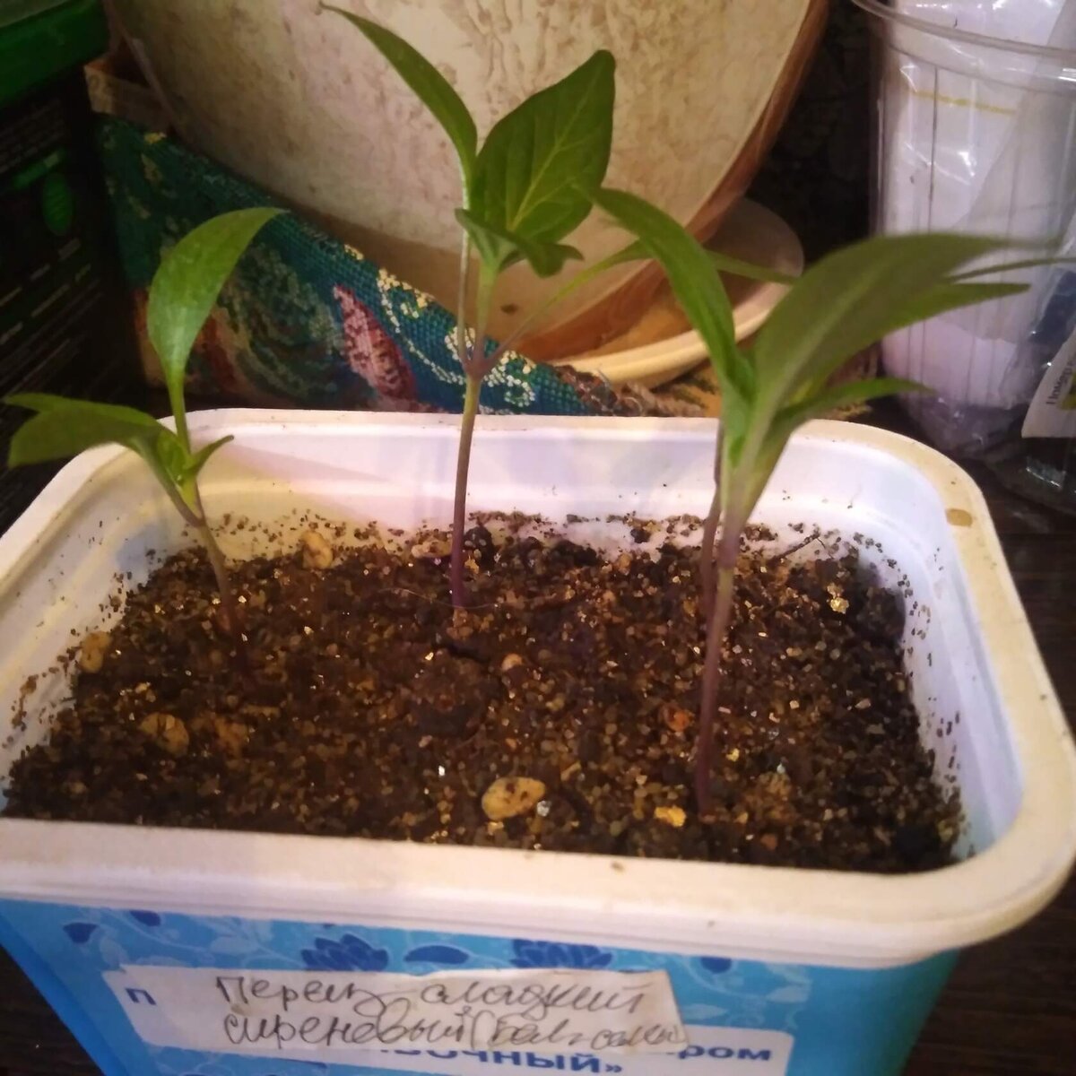 Сорт - Большая Семья , взошло четыре из шести семечек. на пробу хватит. Видела про него видео. Понравились плоды, которые сначала Светло - Сиреневые, а при созревании Бордовые. Очень красиво смотрелся куст с Разноцветными плодами. 