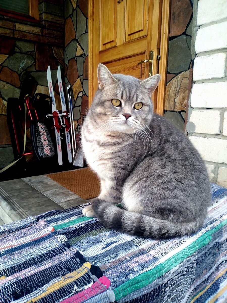 Пепс в ожидании весны. Фото Наталии Барановой