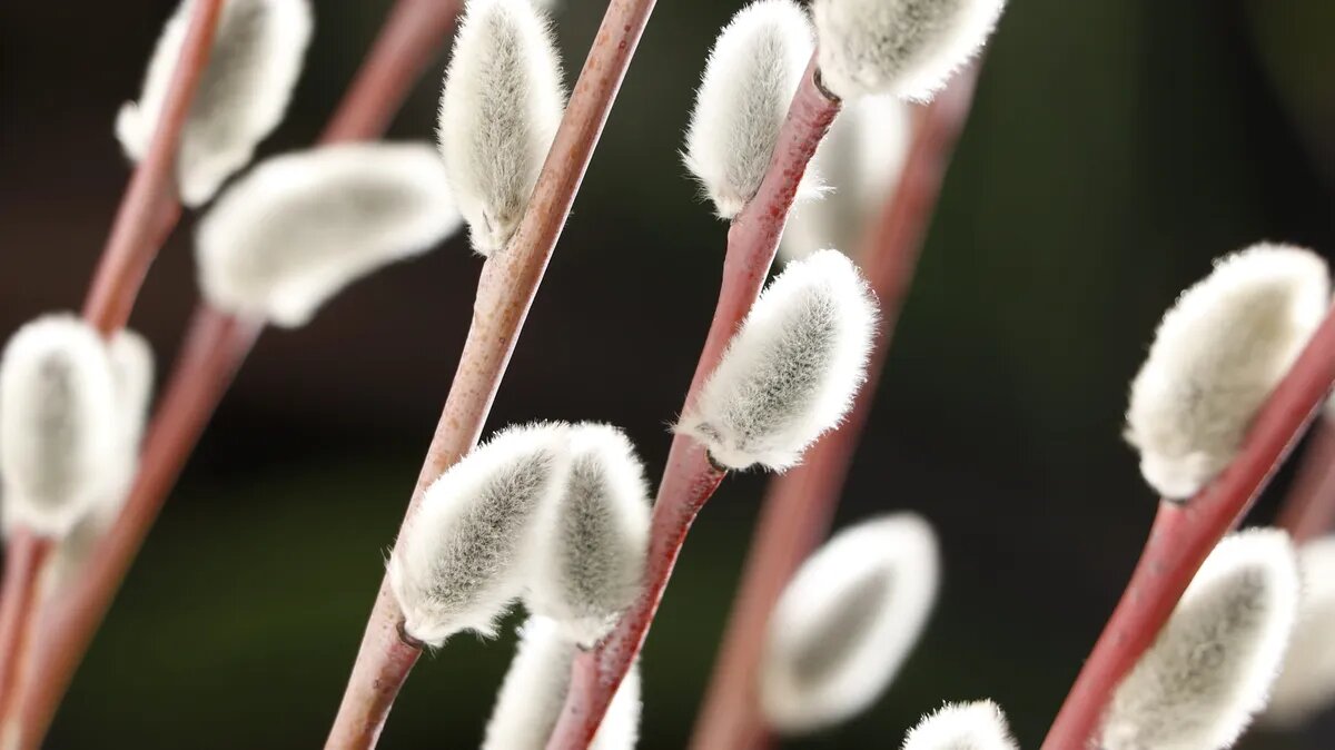 Вербное воскресенье является напоминанием о Входе Христа в Иерусалим. Фото: Pxfuel.com