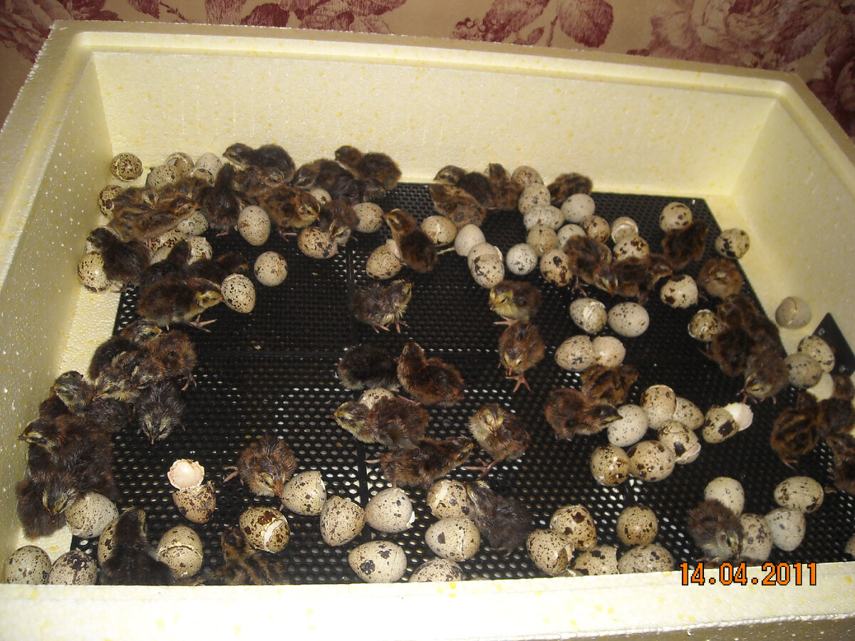 Первые часы их жизни!