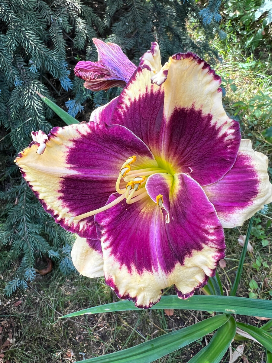 Лилейник в моем саду 