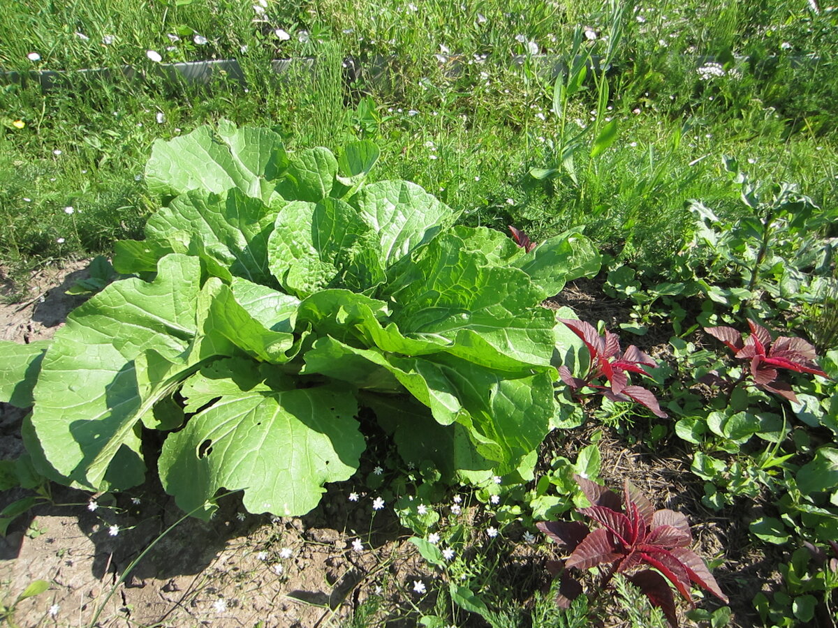 Вкусно, да. Но хотелось кочан!!! Эта капуста хоть и в суглинке растёт, а тоже кочан не формирует. Почему? Читаем разбор ошибок дальше! Фото автора