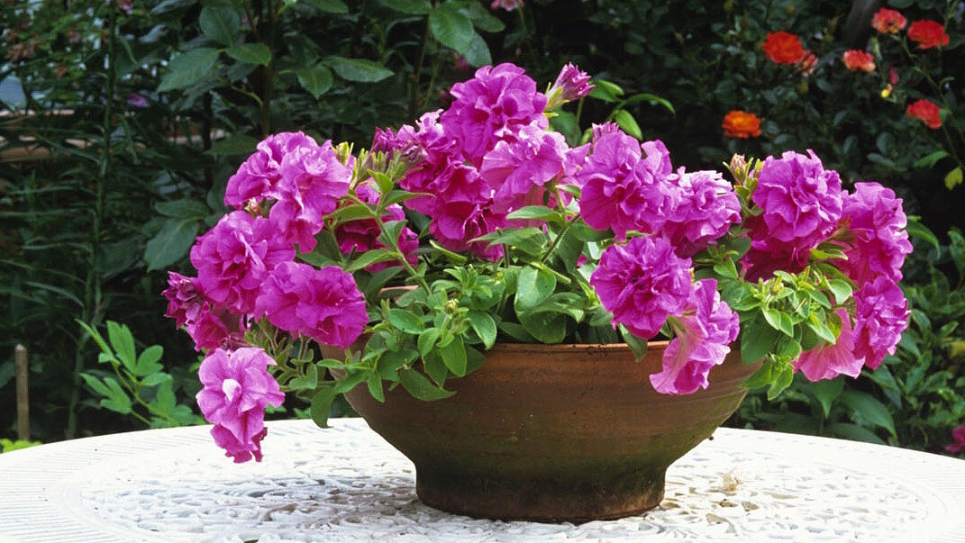    Лайфхак при посадке петуньи