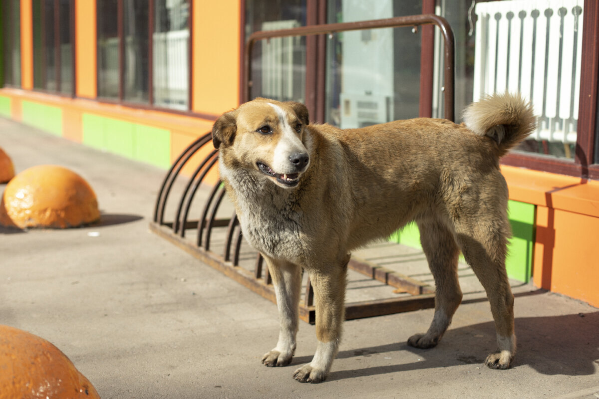   Фото: iStock/Олег Копьёв