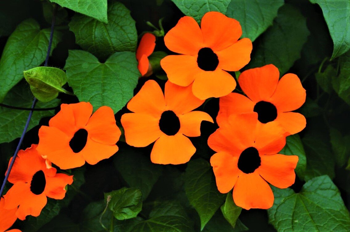 Thunbergia Black eyed Susan Red