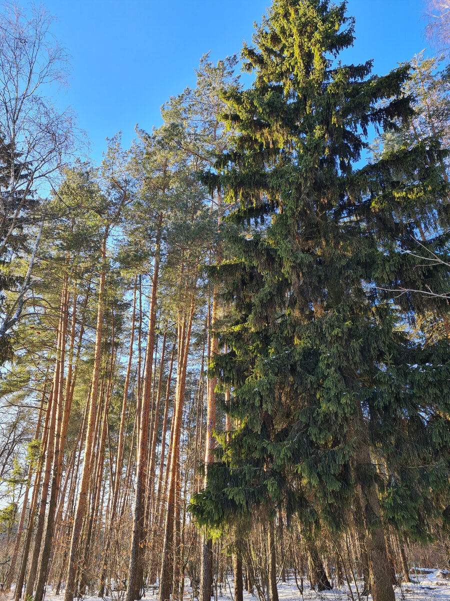 Хвойный лес, фото автора