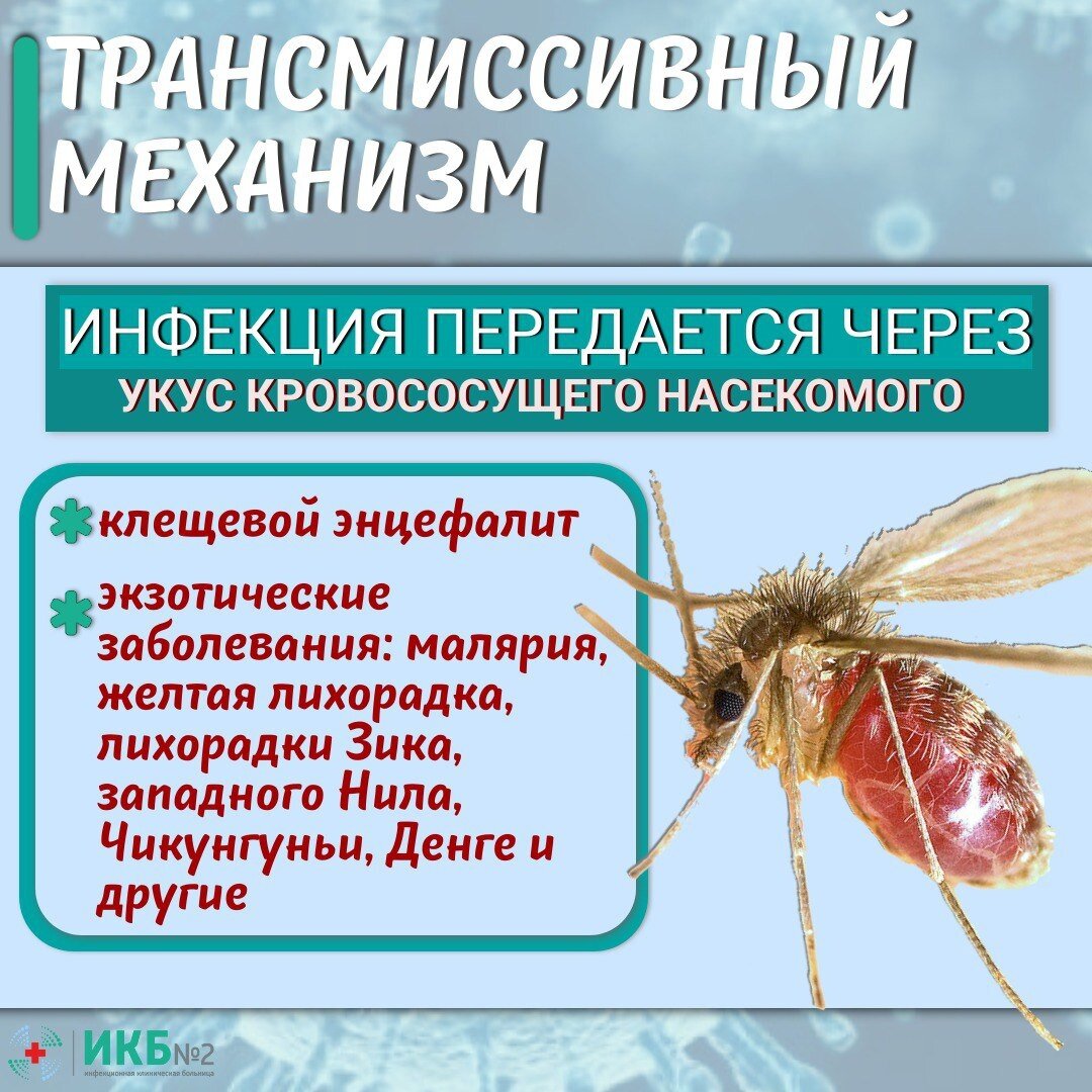 2 трансмиссивный. Трансмиссивный механизм передачи. Трансмиссивные инфекции. Трансмиссивный механизм передачи инфекции. Профилактика трансмиссивных инфекций.