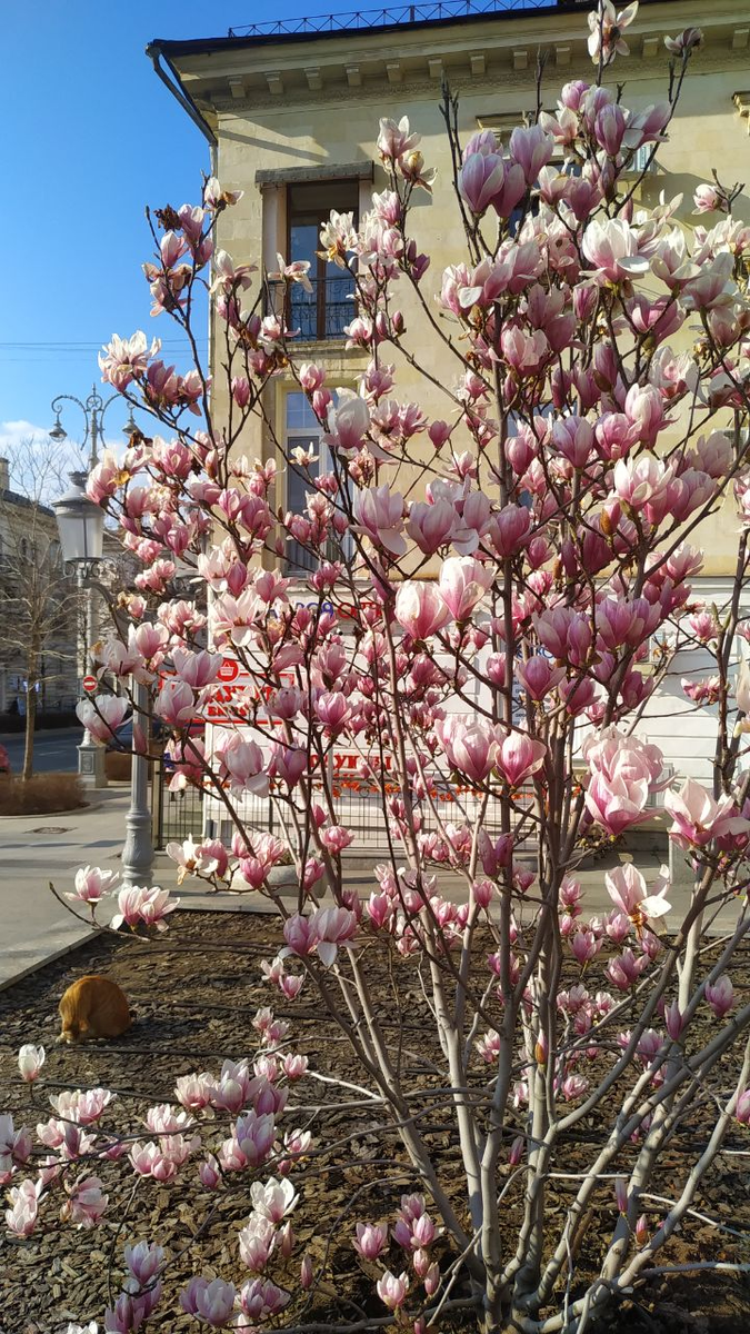 Весна в Севастополе