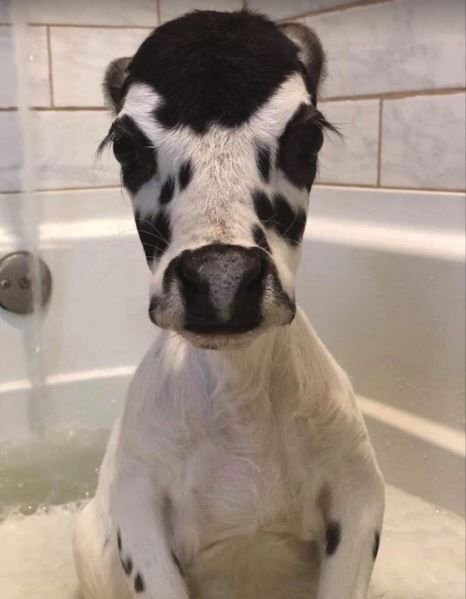      Клонированная корова Ласточка