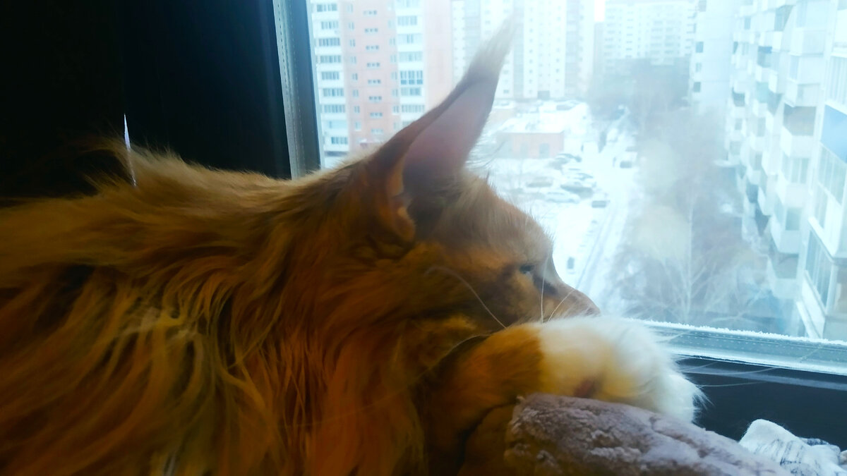 Мейн кун Степа.