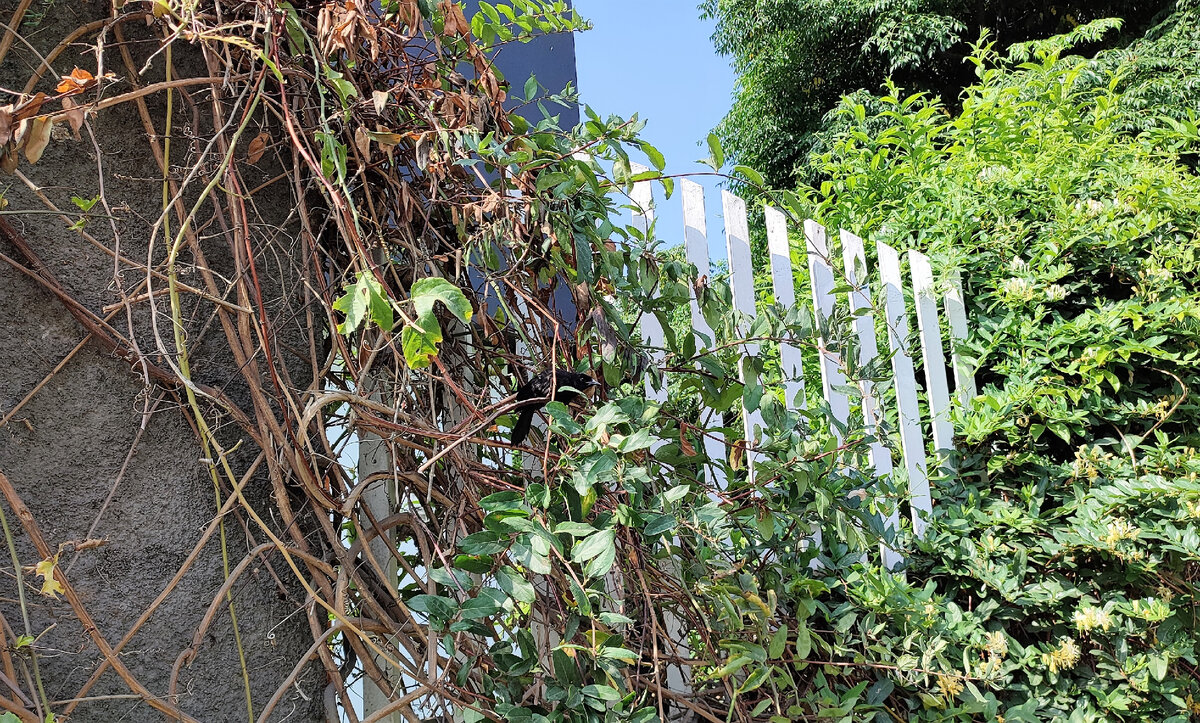 Найди птичку, городская зарисовка )))