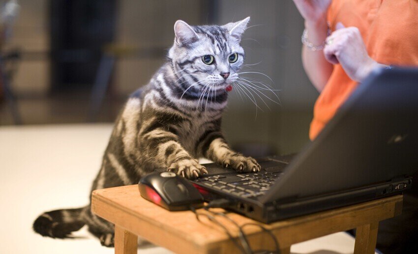 Я - трудолюбивый котик