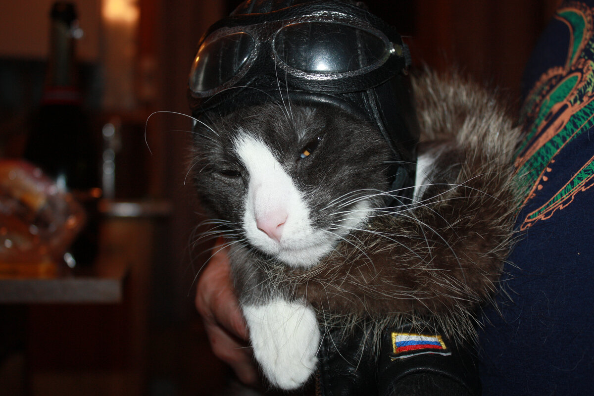 Авиационный кот Дуглас.