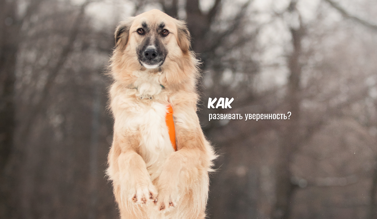 Альма, ищет дом