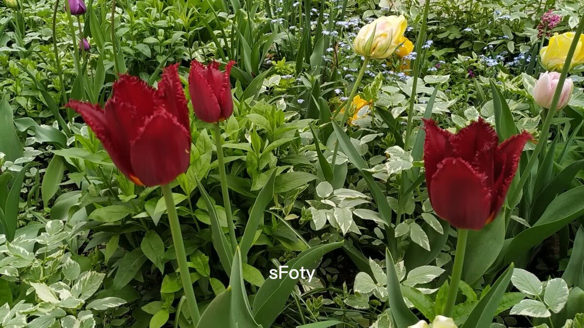  фото автора sFoty
