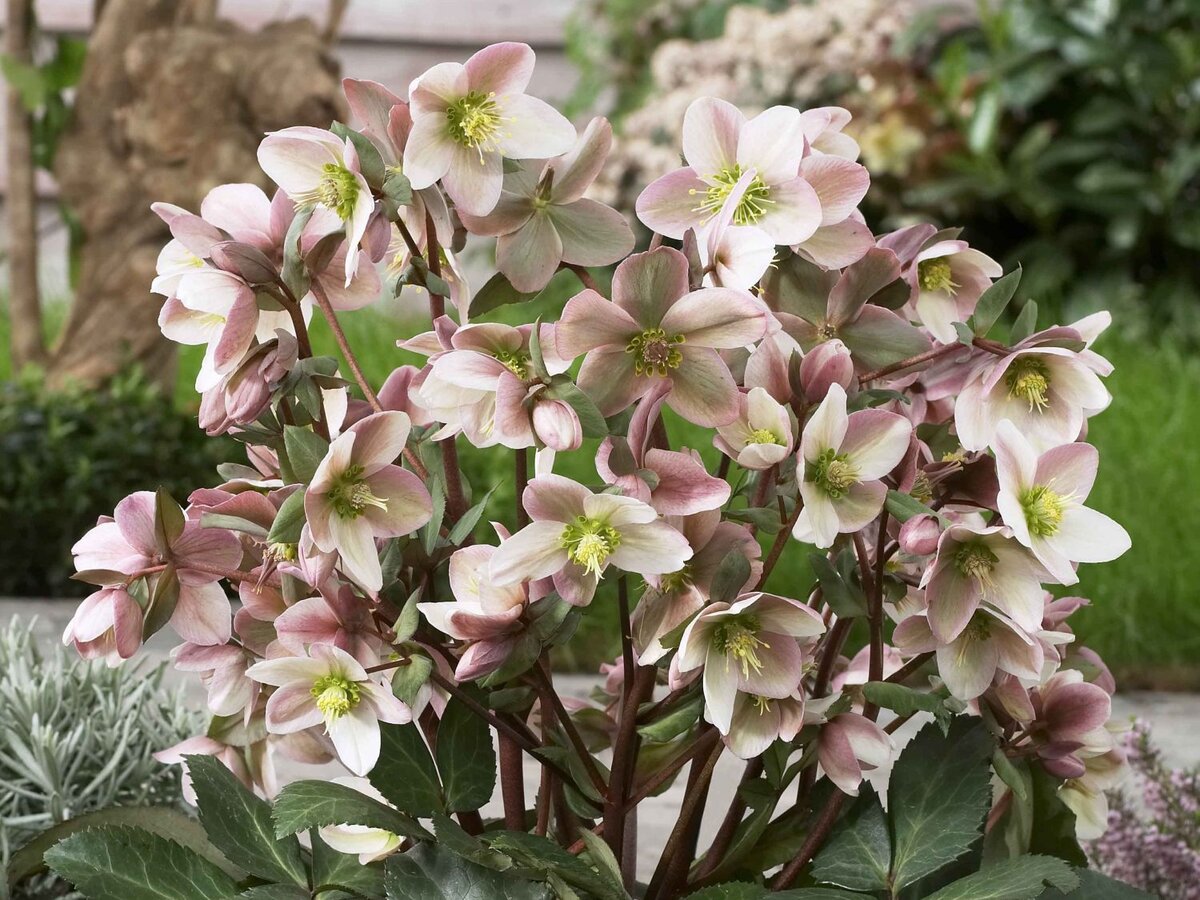 Морозник Helleborus Pirouette