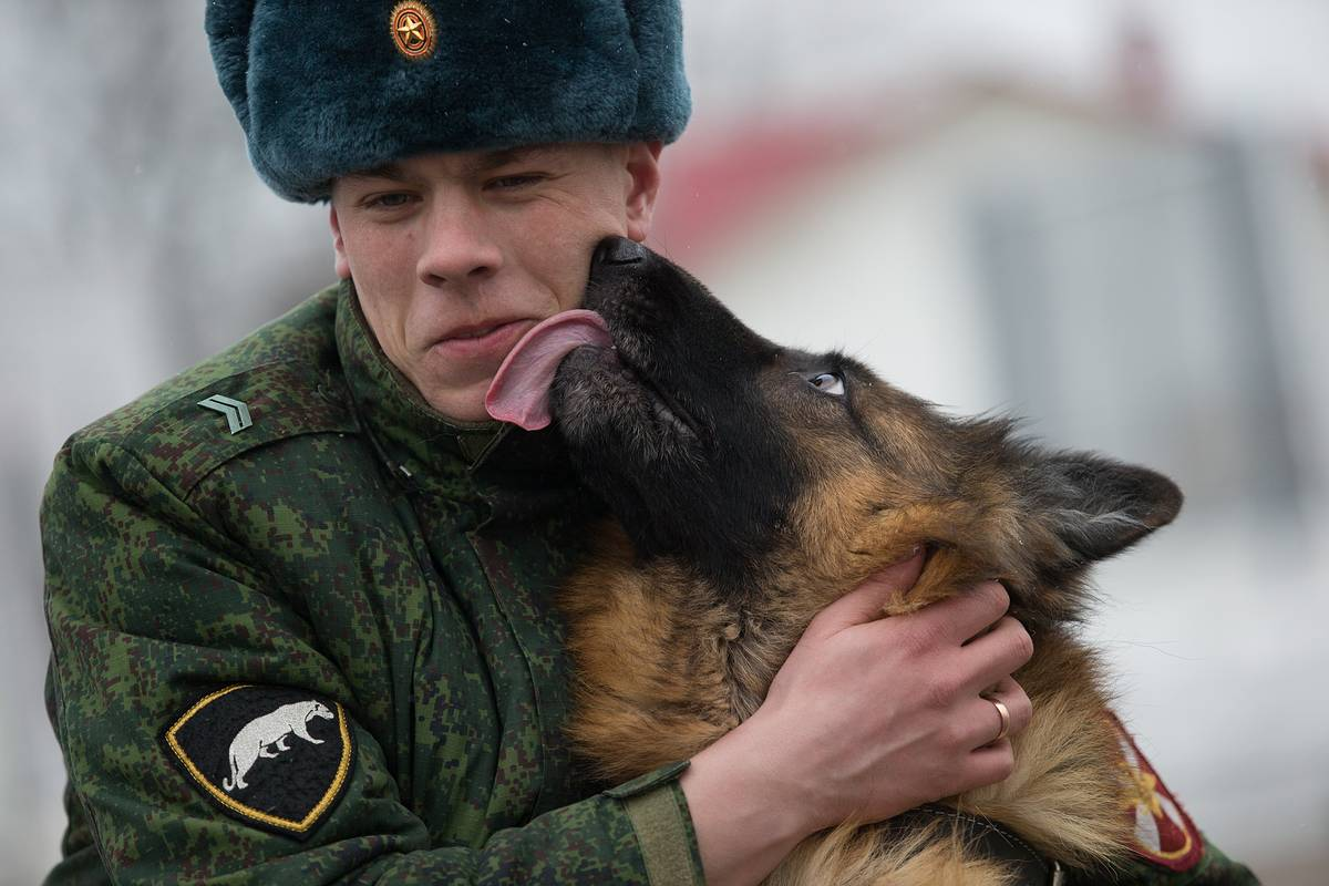 Верный защитник. Немецкая овчарка с солдатом. Солдат с овчаркой. Военный кинолог. Собаки на службе в армии России