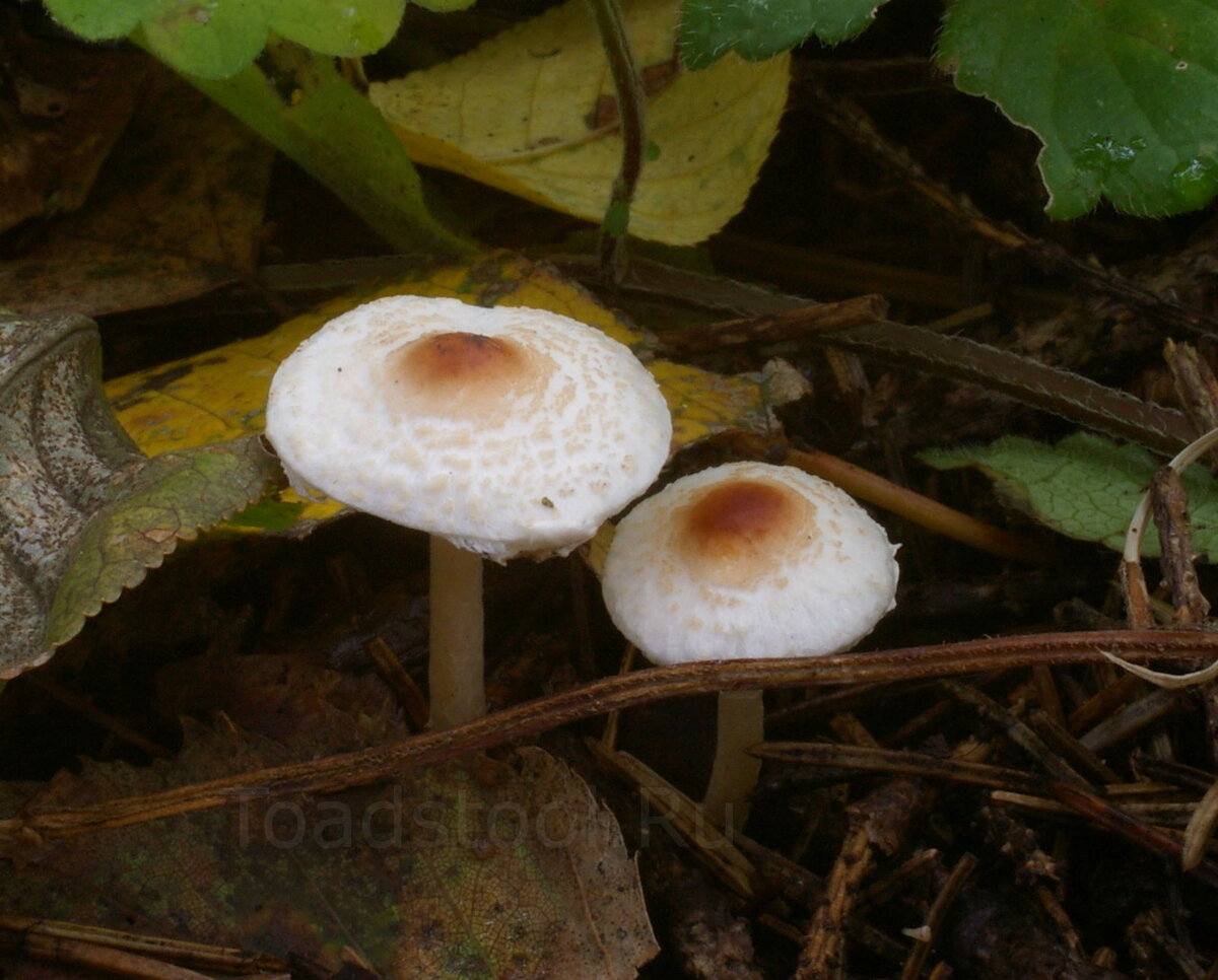 Мелкие зонтики с моего двора; возможно, очень ядовитые (фото И.Лебединского)