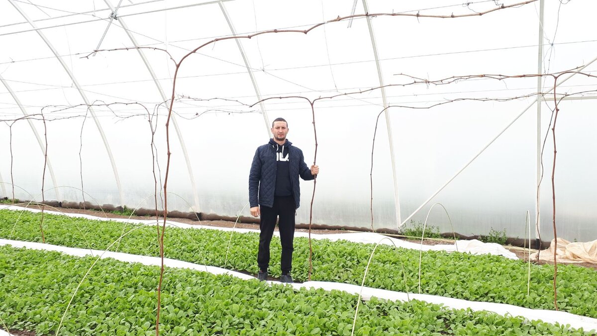 Молодая лоза в теплице соседствует с редисом