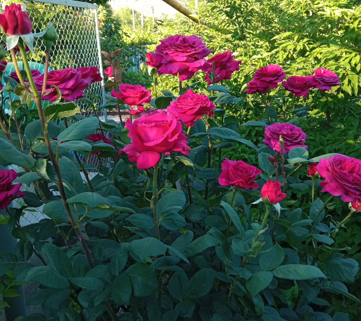 "Железная леди". Фото автора.