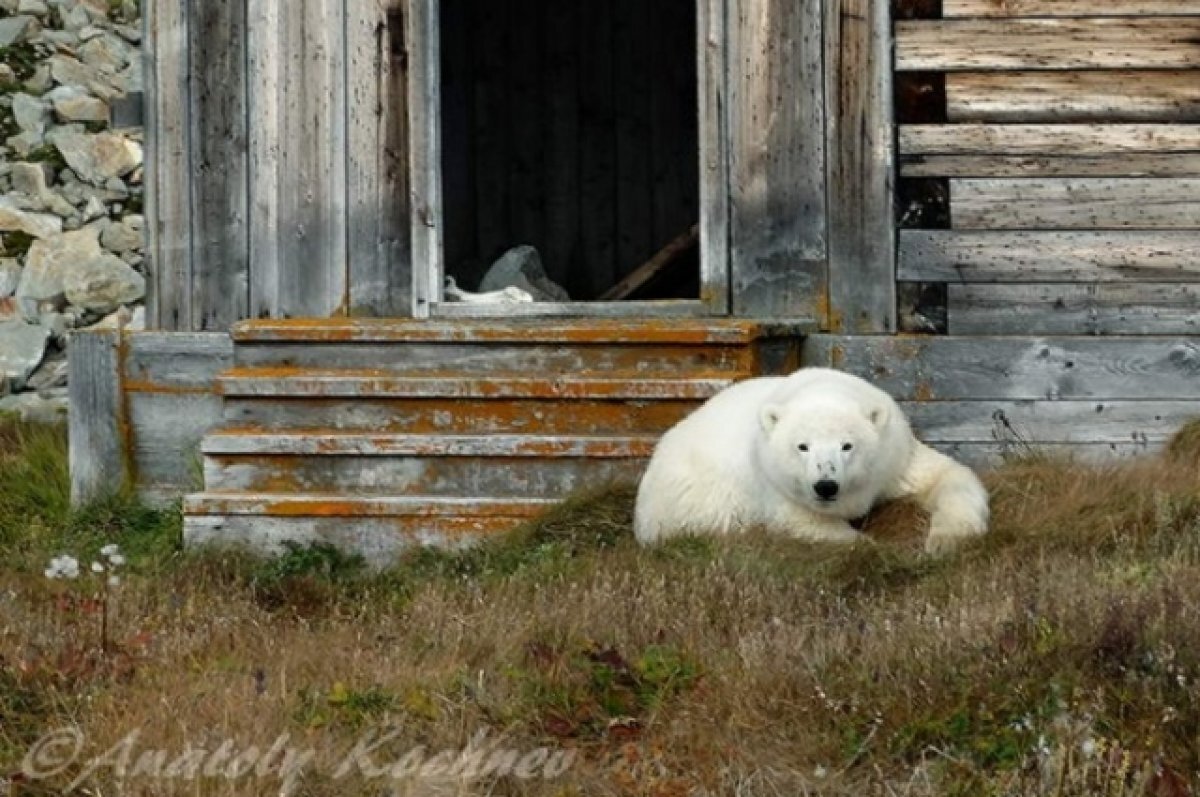   «Медведь подпёр дверь». Учёный-биолог рассказал о жизни на Чукотке