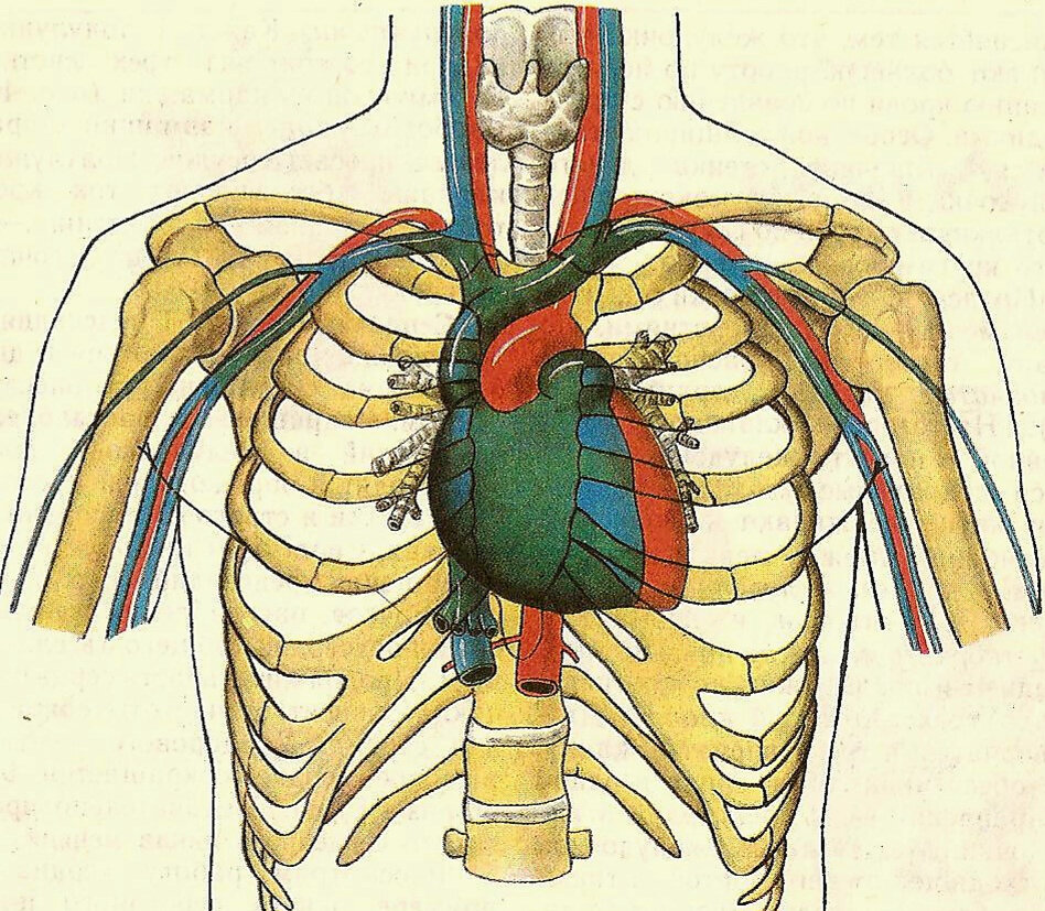 Где находится сердце у человека картинка