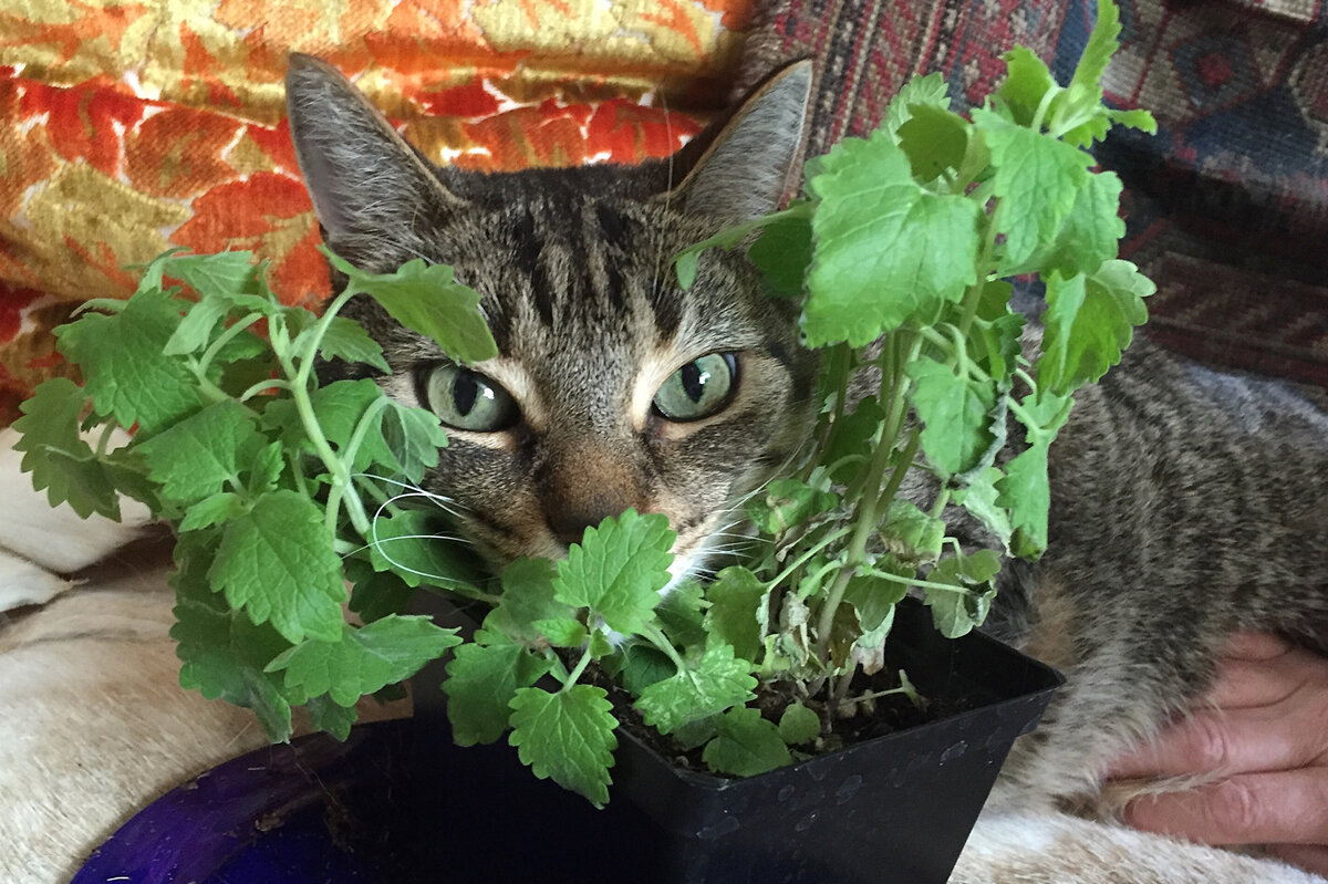 Catnip and other feline favorites in the garden Catnip, Cats, Cat family