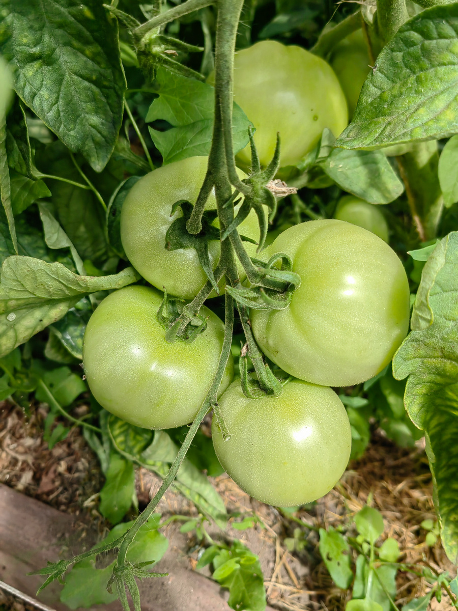 С томатами в этом году переборщила.
