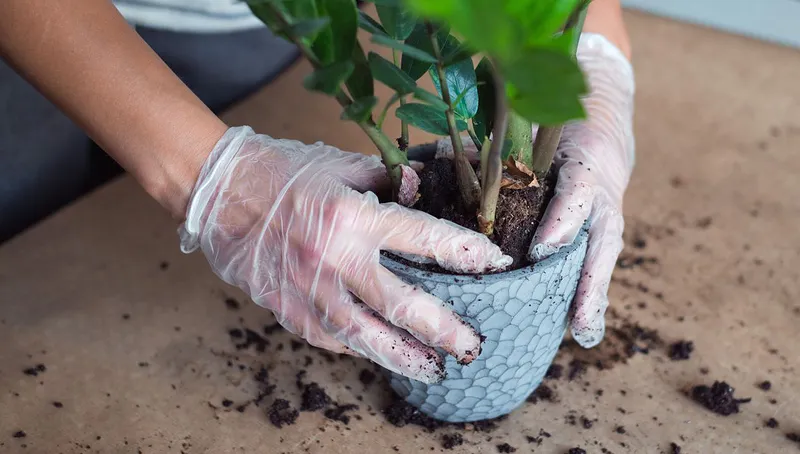 Viele von uns züchten zu Hause Blumen, die keiner besonderen Pflege bedürfen. Aber manchmal hören auch sie auf, sich normal zu entwickeln und produzieren keine neuen Blätter.-4