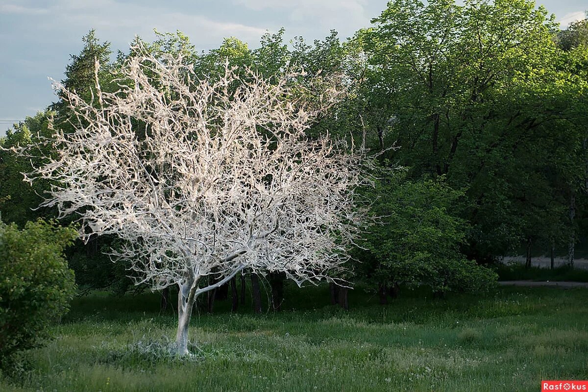Поражённое дерево подобно призраку! Необычное зрелище. 
