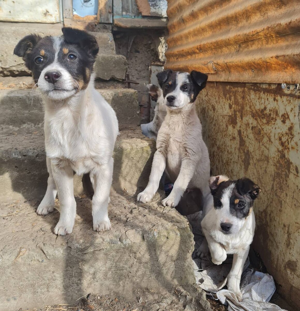 Детишки Мальвины. Очень похожи на мамочку