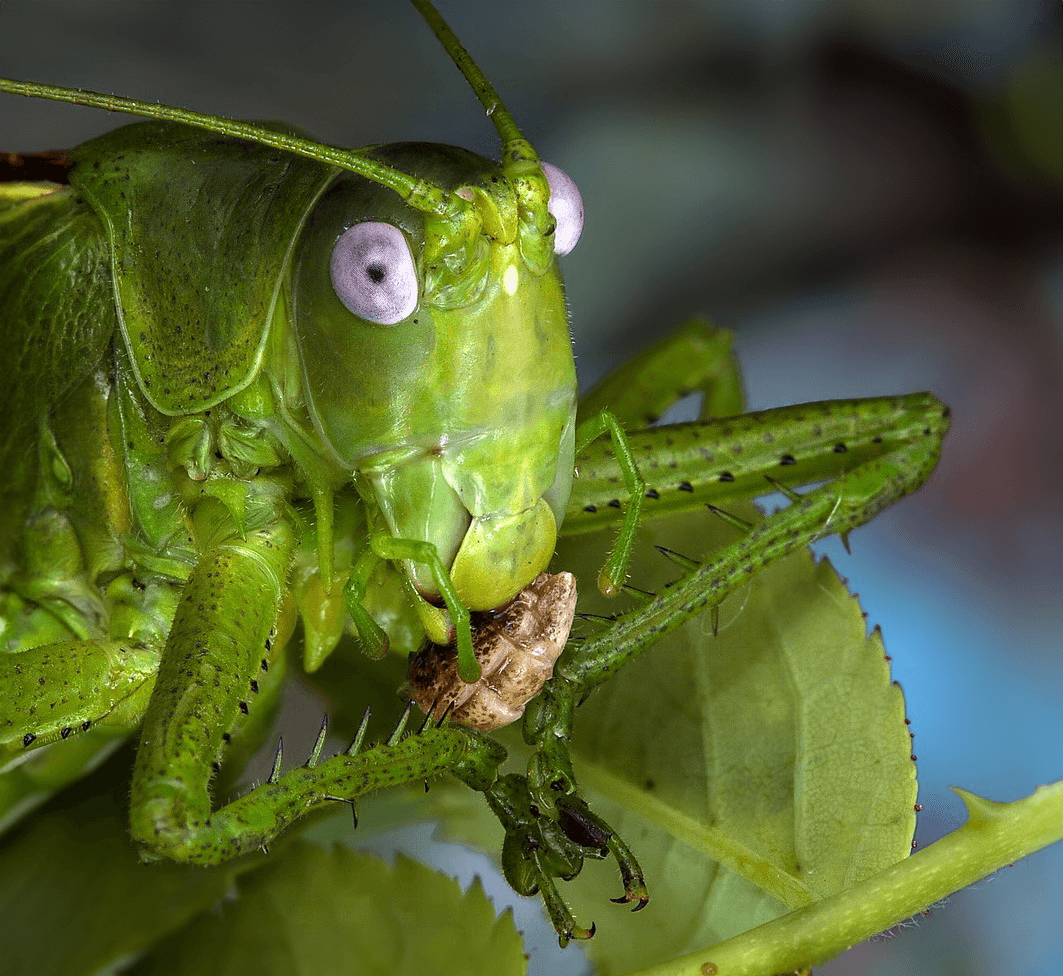 Кузнечики стрекочут. Саранча и кузнечик. Кузнечиковые Tettigoniidae. Кузнечик Шелковниковой. Прямокрылые Кузнечики.