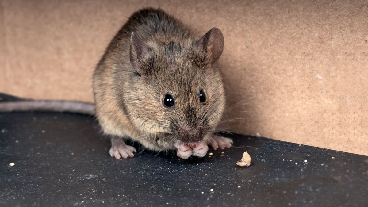 Мыши являются. Mus musculus домовая мышь. Мышь домовая серая. Мышь домашняя. Грызуны в квартире.