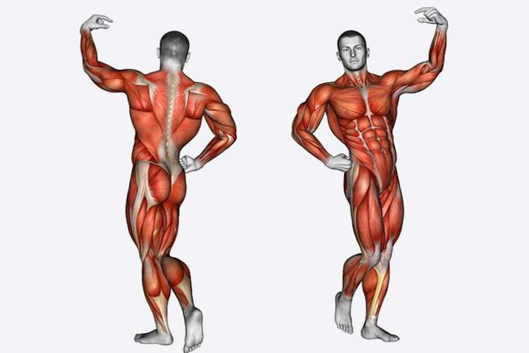Основные мышцы для развития. Увеличение мышечной массы. Рост мышц. Мышцы тела. Мышцы гипертрофированы.