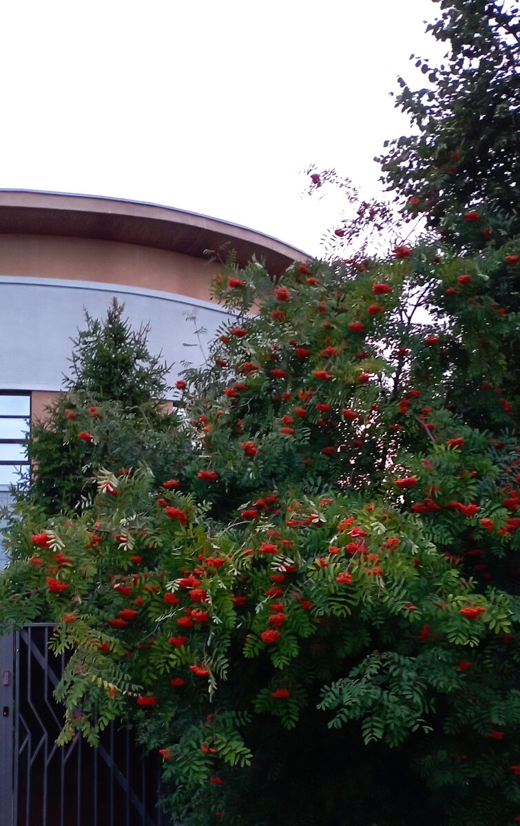 Просто вечер. Просто август. 01.08.2023 г. Фото автора. Где-то по дороге между и между.