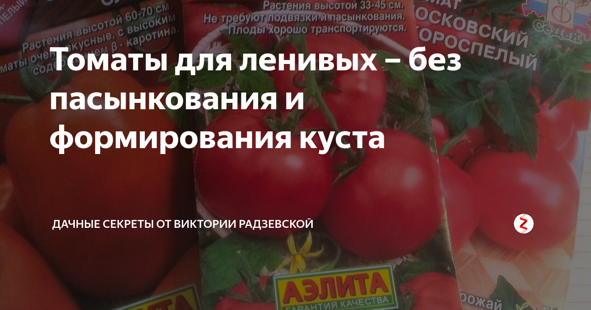 Помидоры не требующие пасынкования. Семена томатов без пасынкования для теплиц. Томаты помидоры низкорослые для открытого грунта без пасынкования. Семена томатов низкорослые без пасынкования. Томаты для ленивых без пасынкования.