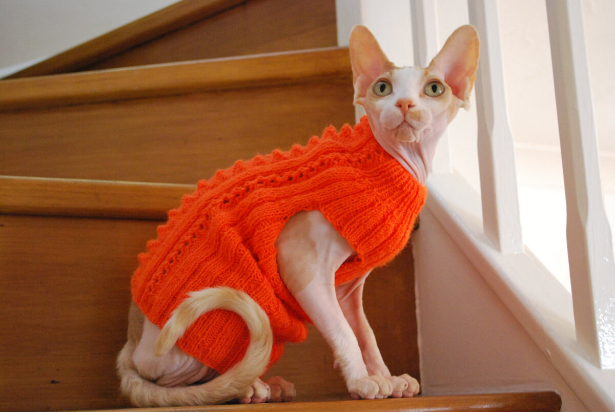 Одежда для рыжего кота