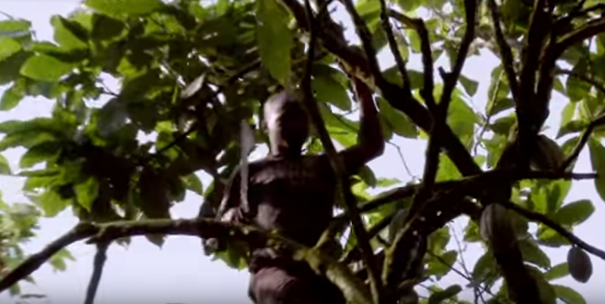 Кадр из док фильма "Горькая правда о шоколаде" BBC  