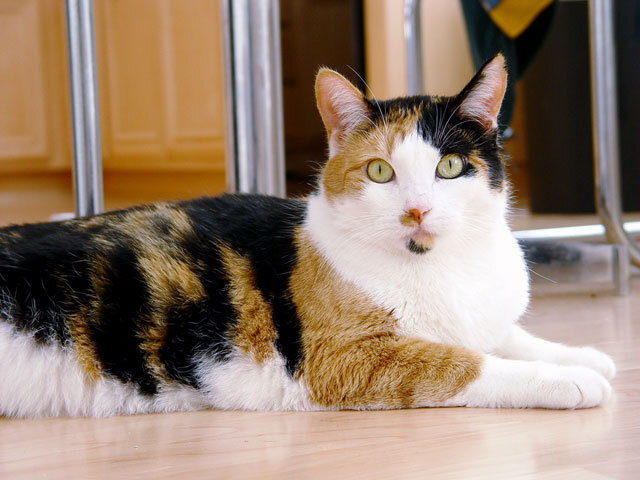 10 фактов, которые вы должны знать о «calico» кошках | Мяу-Блог | Дзен